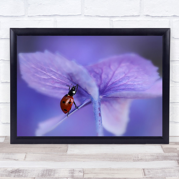 Ladybird On Purple Hydrangea Ladybug Insect Climber Reach Wall Art Print