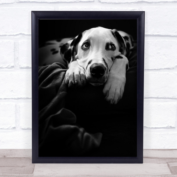 nothing is happening -( Dalmatiner Dog Pet Animal Wall Art Print