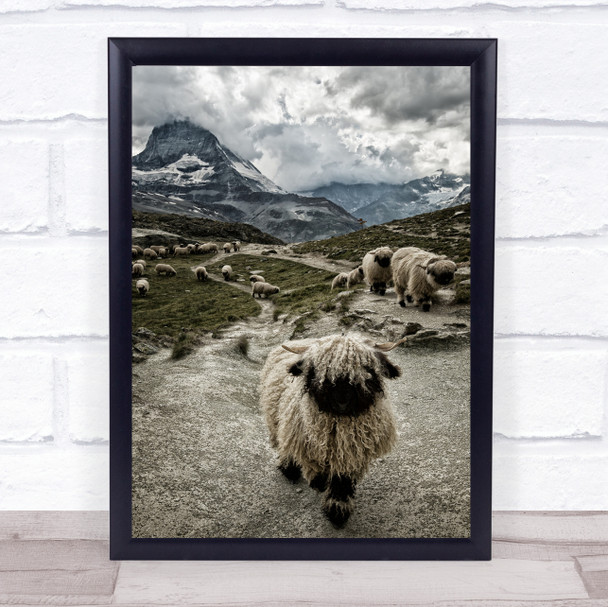 Out Of My Way Sheep Valais Blacknose Switzerland Mountain Cattle Wall Art Print