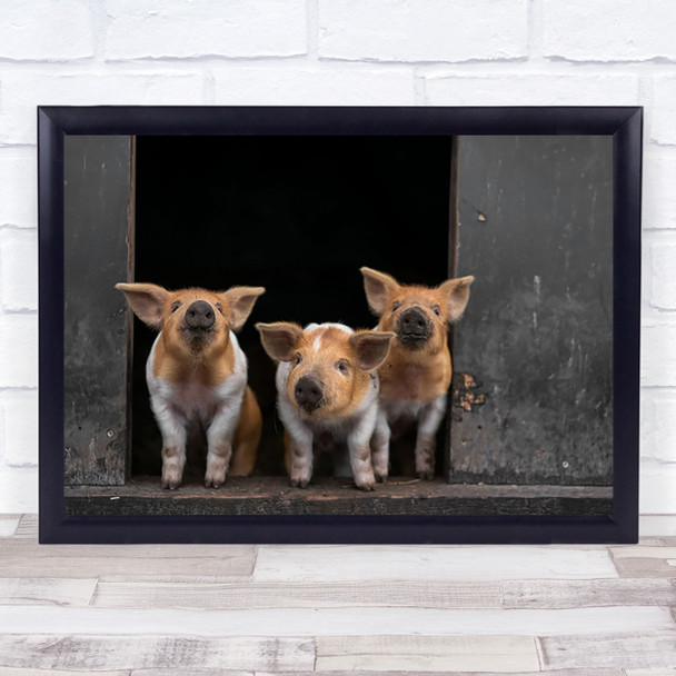Pigs Piglet Baby Pig Farm Farming Rural Wall Art Print