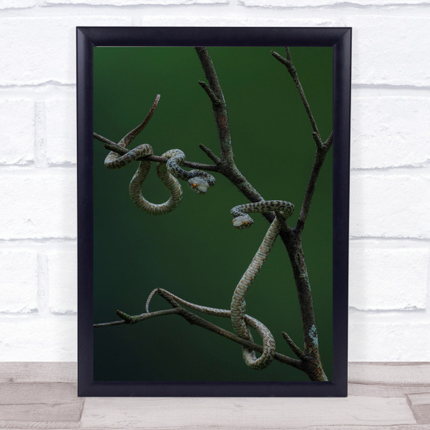 Pit Viper Snake Vietnam Hanson Snakes Animals Green Branch Wall Art Print