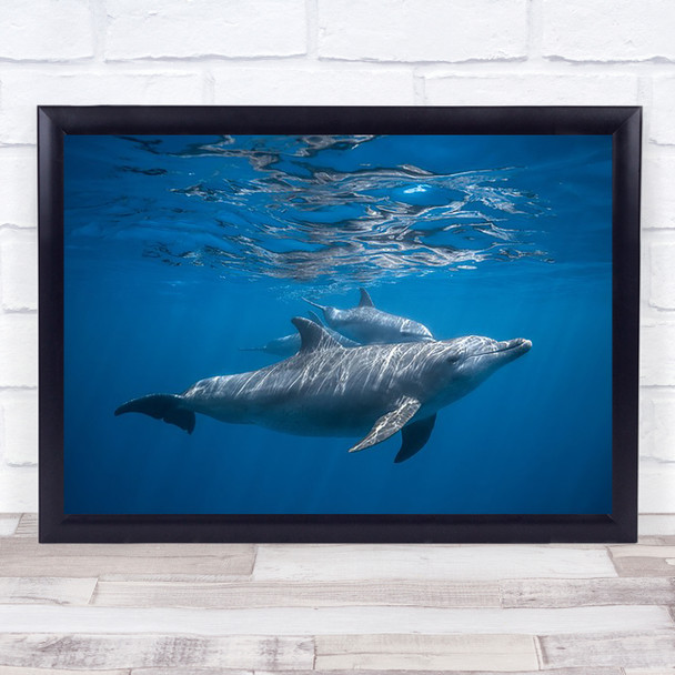 Pod Of Dolphin Dauphin Wildlife Underwater Tursiops Cetacea Sea Ocean Art Print