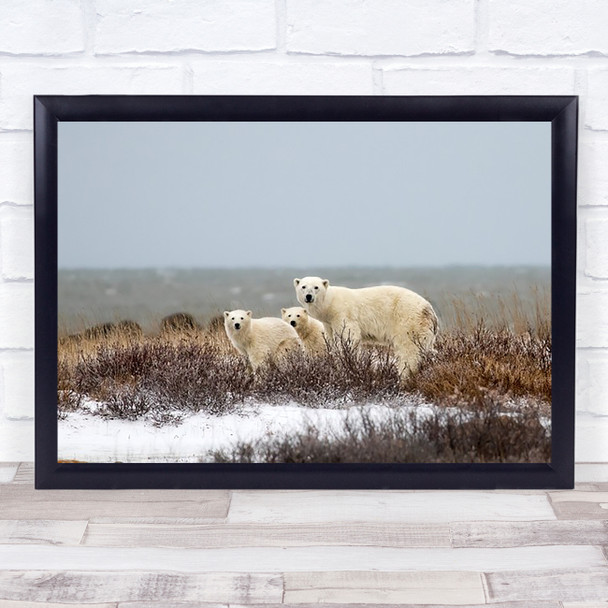 Polar Bear Bears Water Bokeh Winter Wall Art Print