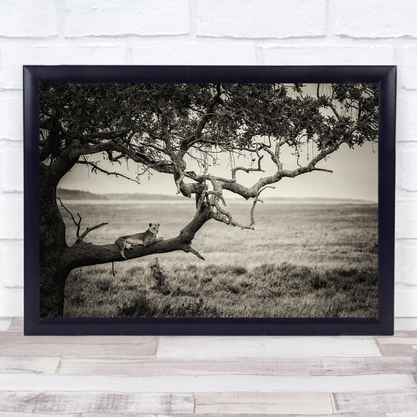 Queen Lion Lions Lioness Feline Tree Safari Savannah Field Wall Art Print