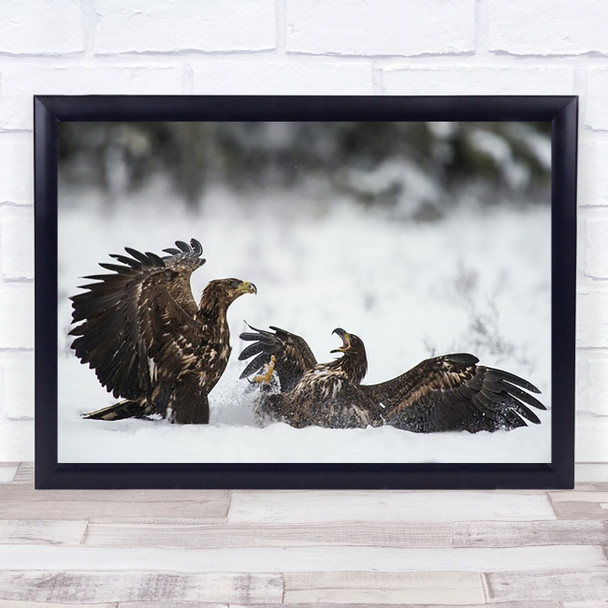 Ready To Fight Eagle Bird Nature Flying Spring Sweden White-Tailed Art Print