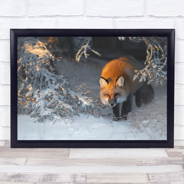 Red Fox Foxes Snow Cold Frost Wall Art Print