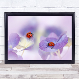 Red purple Ladybirds Hydrangea Flower Soft Wall Art Print