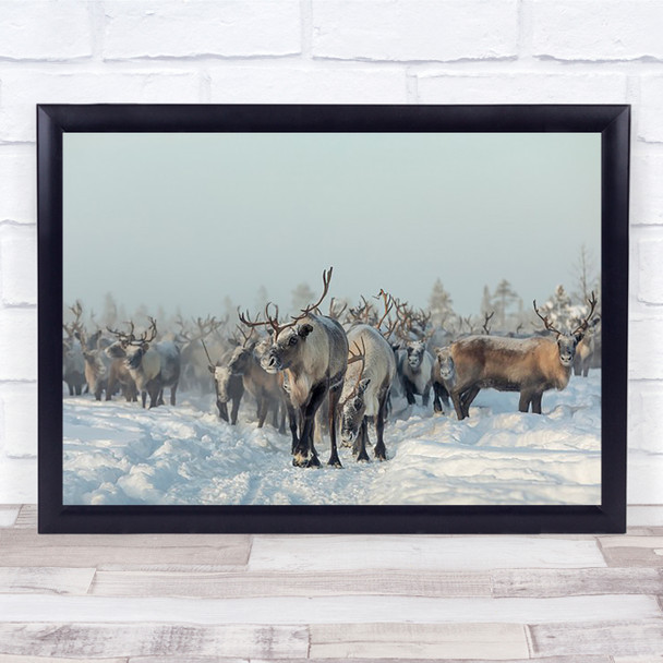 Reindeers Animal Animals Reindeer Winter Snow Deer Russia Cold Wall Art Print