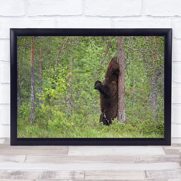 Scratching Bear Animal wildlife Relax Scratch Back Finland Fun Wall Art Print