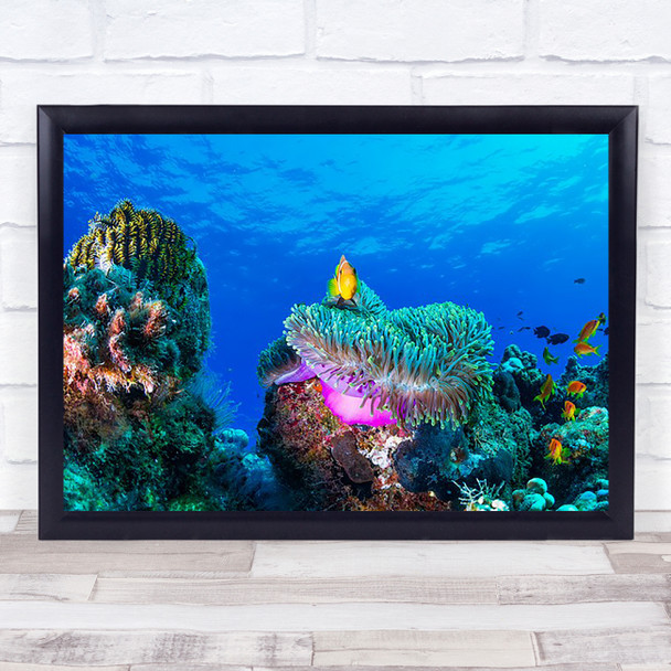Sea Life Underwater Fish Clownfish Anemone Reef Ocean Deep Bottom Wall Art Print