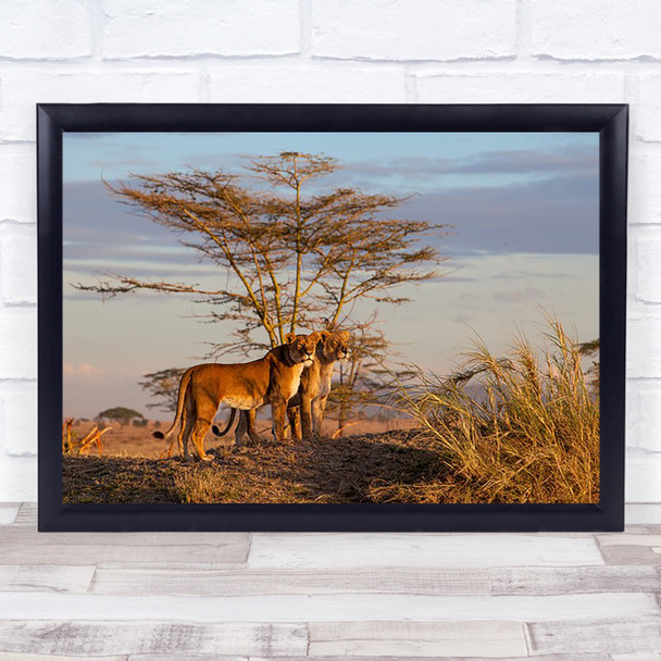 Sisters Africa Tanzania Serengeti Seronera Lion Lioness Sister Lions Art Print