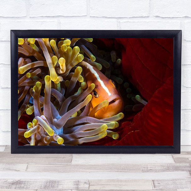 Skunk clownfish Fish Lagoon Ocean Sea Anemone Underwater Wall Art Print