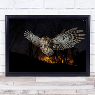 Tawny owl Raptor Animal Owls Wings Perspective Wall Art Print