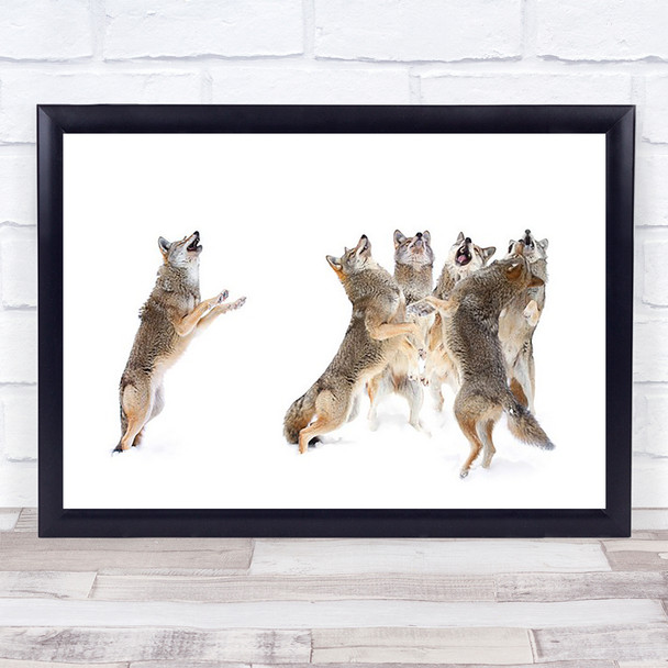 The Choir Coyotes Dancing Winter Singing Canada Sing Snow Wall Art Print