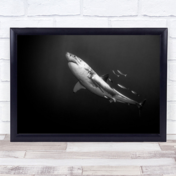 The great one Shark Fish Underwater White Wall Art Print