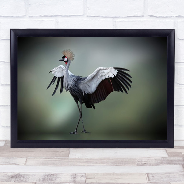 Top Model In The Photos Studio Animal Bird Crane Wings Pose Posing Art Print
