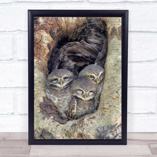 Waiting For The Night Owl Owls Bagan Myanmar Bird Birds Nest Cute Trio Art Print