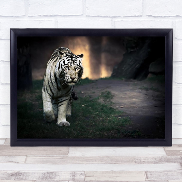 White Walker Tiger Animal Albino Zoo Cat Feline Animals Wall Art Print