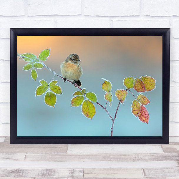 Winter Colours Stonechat Bramble Cold Birds Bird Grazalema Branch Wall Art Print