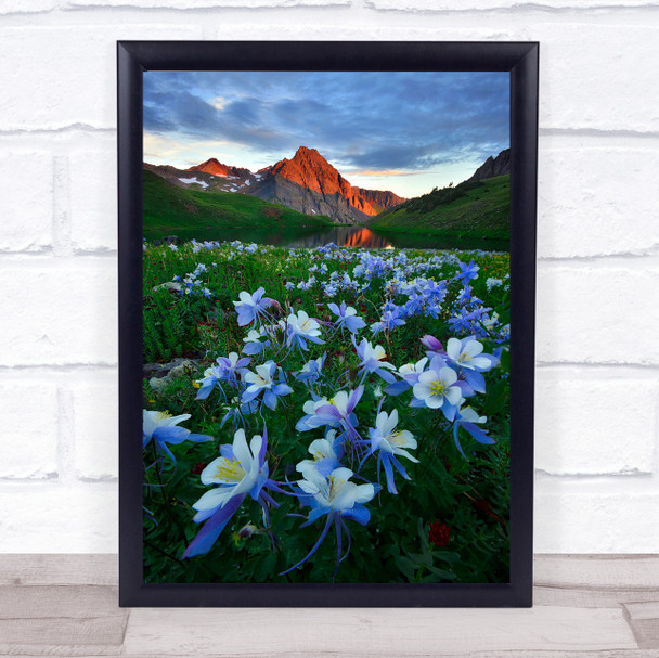 Blue Columbine Paradise Colorado Wildflower Alpenglow Lake Reflection Art Print