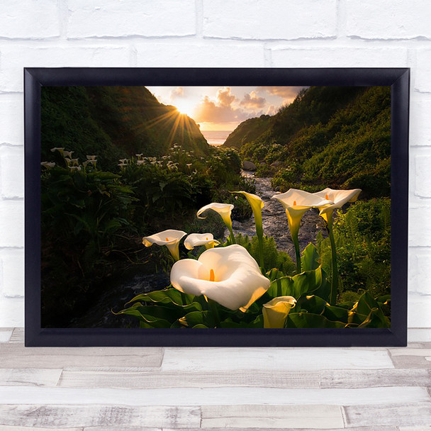 Calla Lily World Lilies Flowers Sunset California Coast Ocean Stream Art Print