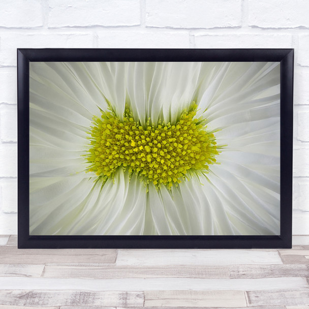 English daisy Daisy Bellisperennis Habanera White Fort Worth Art Print