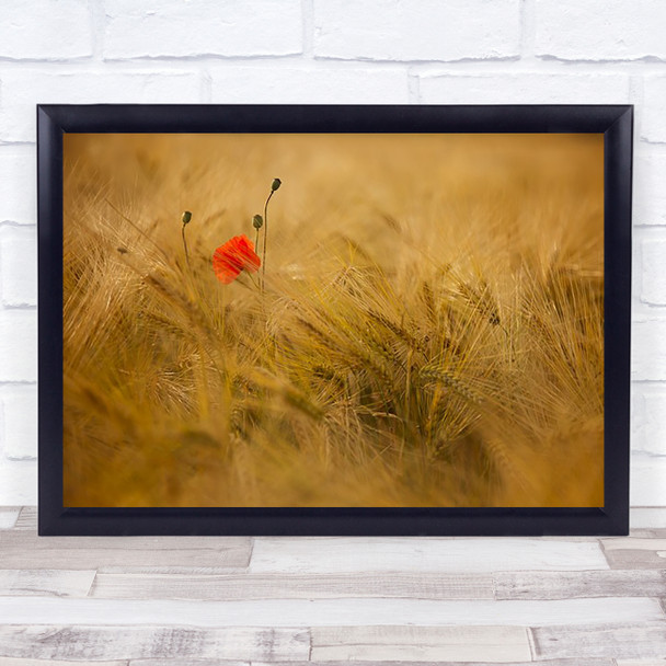 Ephemeral Flower Field France Poppy Wheat Red Grass Crops Wall Art Print