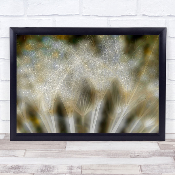 Fireworks Nature Lanas Feather Dandelion Wet Dew Water Drops Wall Art Print