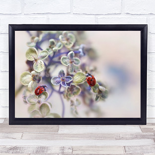 Fragile Bug Ladybug Lady Dots Flower Flowers Close Wall Art Print