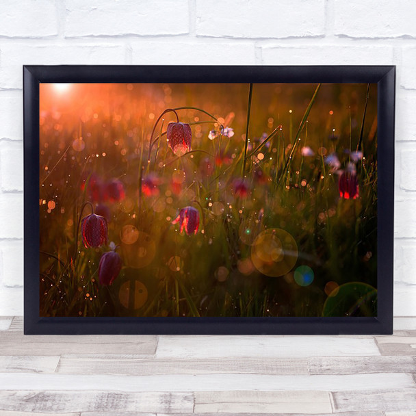 Potpourri Dew Drops Field Fragility Meadow Morning Dawn Wall Art Print