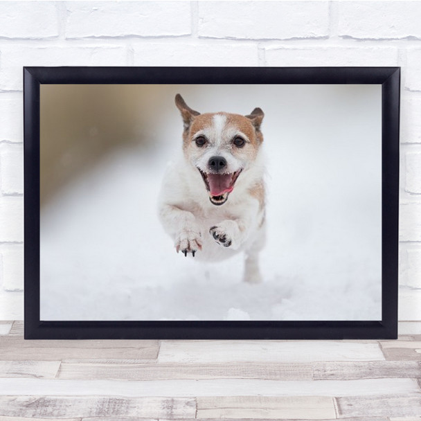 Playing In The Snow 1 Terrier Tisvilde Denmark Jack Russel Bokeh Wall Art Print