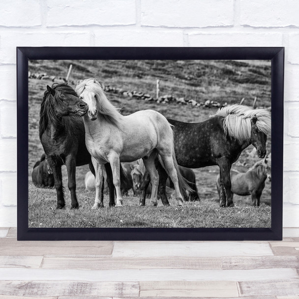 Moment Iceland Animals Horses Westfjords Horse Couple Pair Love Wall Art Print
