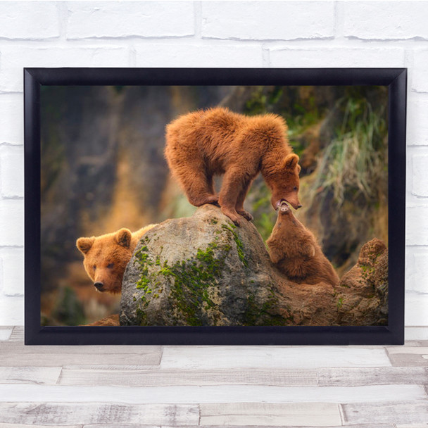 Playing In The Heights Bear Brown Rock Grizzly Forest Cantabria Wall Art Print