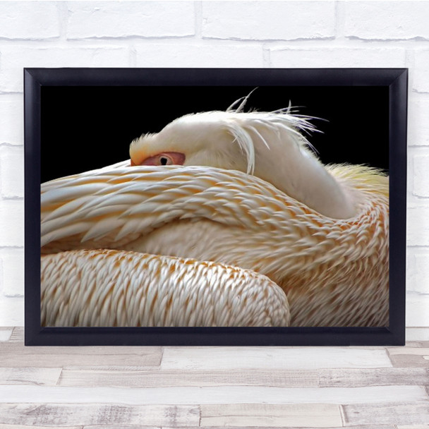 To Be Half Asleep Pelican Bird Animal Hide Hidden Cover Covered Wall Art Print