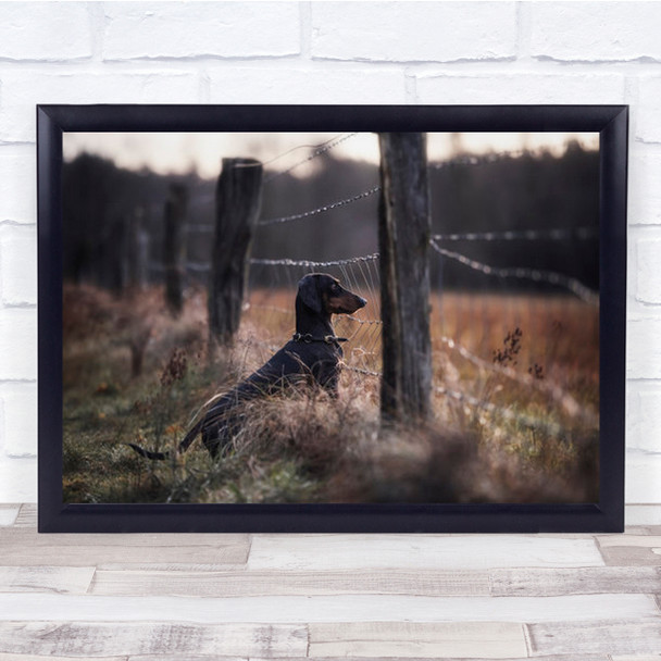 Forbidden Fruits Dogs Animals Fields Dachshund Morning Dog Pet Wall Art Print