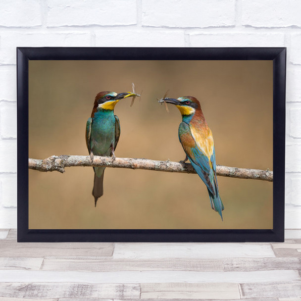My Grasshopper Is Bigger Than Yours Bea Eaters Merops Apiaster Wall Art Print