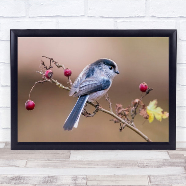 Codibugnolo Animal Animals Bird Birds Branch Twig Autumn Fall Wall Art Print