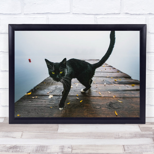 Kitty Animal Cat Animals Cats Pet Pets Bridge Pier Jetty Lake Wall Art Print