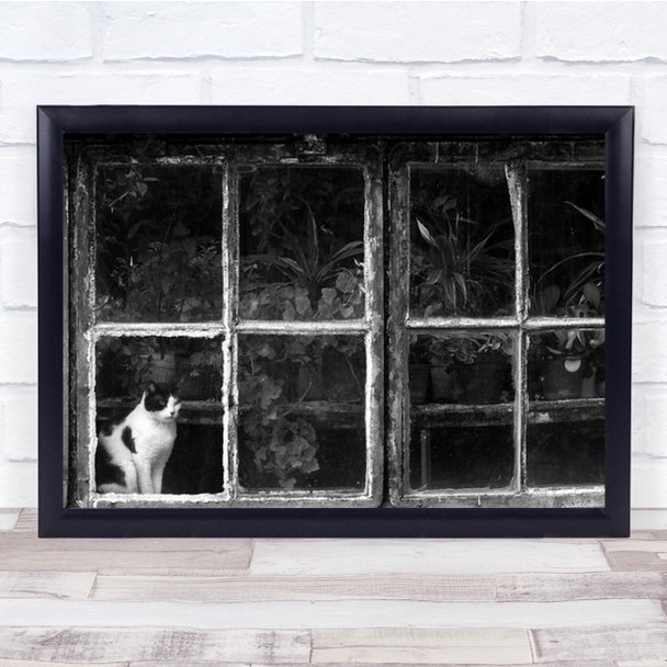 Black A White Cat At Botanical Garden Animals Animal Captive Wall Art Print