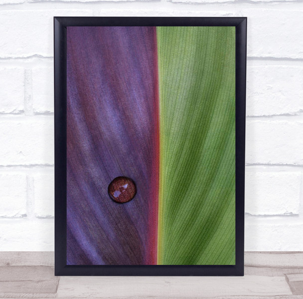 Canna Plant Waterdrop Macro Colors Leaf Texture Shapes Lines Wall Art Print