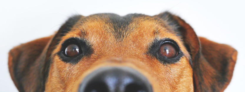 Pet Care Binder - Keeping Tabs on What Matters Most Pet Care Binder - Keeping Tabs on What Matters Most