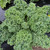Curly Kale
