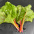 Rainbow Chard