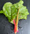 Rainbow Chard