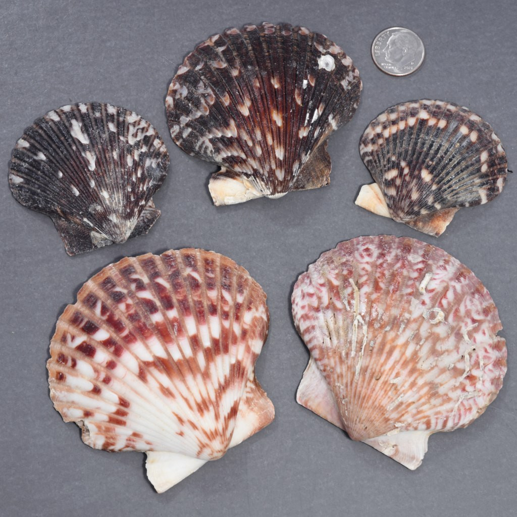 Real Scallop Shells 5 Pack Genuine Seashells 1-3/4 to 3 2456