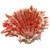 Spiny Oyster Shell Spondylus Crassisquama Species 33436