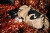 One Hundred Stars Quilted Velvet Kiss Lock Bag ~ Crane Black