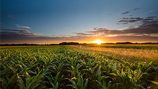 Corn field at sunset