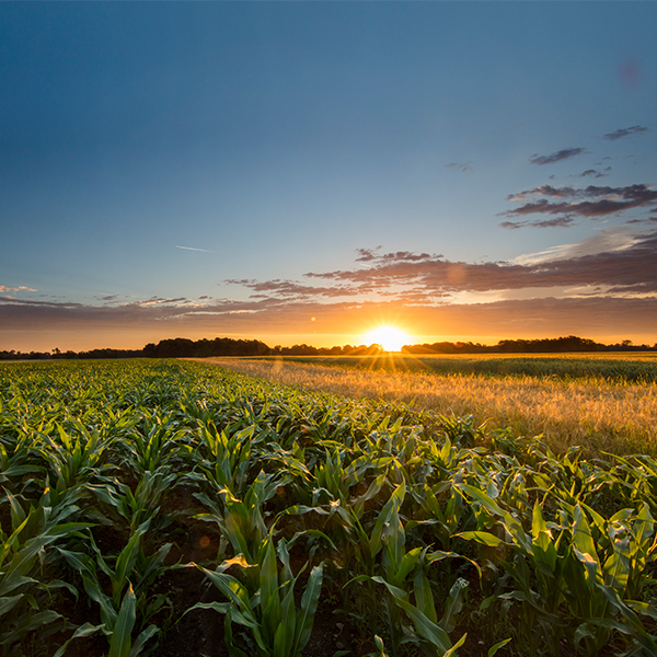 Corn field at sunset