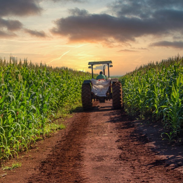 Tractor in cornfield in summer